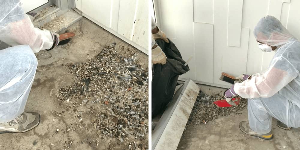 Einsatz unserer Profis bei einer Taubenkotentfernung